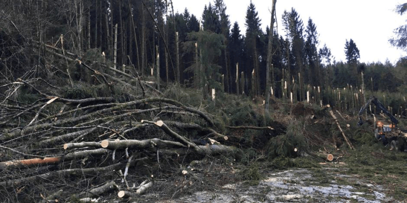 Parcelle forestière ravagée par une probable rafale descendante près de Vielsalm (province du Luxembourg). Source : DH.be. Auteur non communiqué.