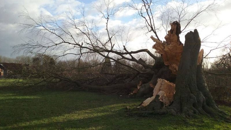 Hêtre bicentenaire brisé par la tempête à Geraadsbergen dans la province de Flandre Orientale en Belgique, le 18 janvier 2018. Il devait être nommé prochainement comme "arbre de l'année"... Source : Severe Weather in Belgium