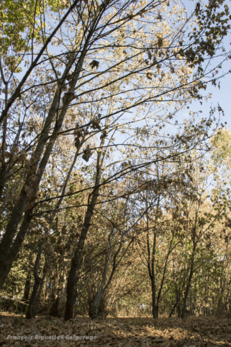 On pourrait se croire au mois d'octobre dans ce bois de Bierges en province du Brabant Wallon. Pourtant, la prise de vue date bien du 28 juillet 2018. Crédit photo : François Riguelle