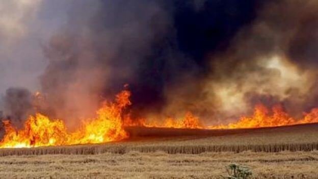 Champ de blé en feu à Suarlée en province de Namur, le 16 juillet 2018. Source : RTBF. Auteur non communiqué.
