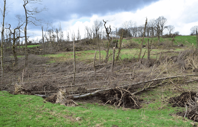Parcelles forestières ravagées par la tornade de Roetgen du 13 mars 2019. Crédit photo : Björn Stumpf. Source : WTINFO Tornado Research Project
