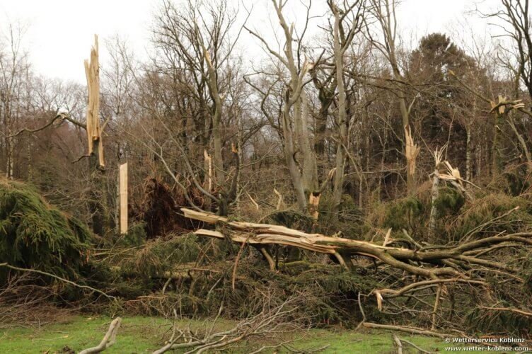 Dégâts portés aux arbres par la tornade de Roetgen du 13 mars 2019. Source : Wetterservice Koblenz