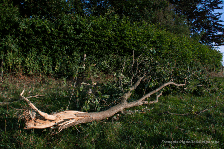 Branche de chêne d'un diamètre élevé brisée par de fortes rafales convectives à Jodoigne-Souveraine, en province du Brabant Wallon, le 20 juillet 2019. Crédit photo : François Riguelle