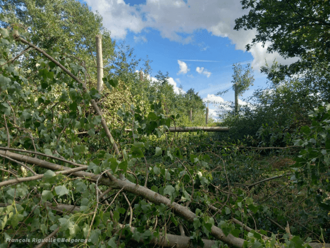 Dégâts observés dans le bois Saint-Pierre à Jodoigne-Souveraine, le 25 août 2023 (photo smartphone). Fait marquant, cette même parcelle a déjà été ravagée lors de la tornade du 28 juin 2011.