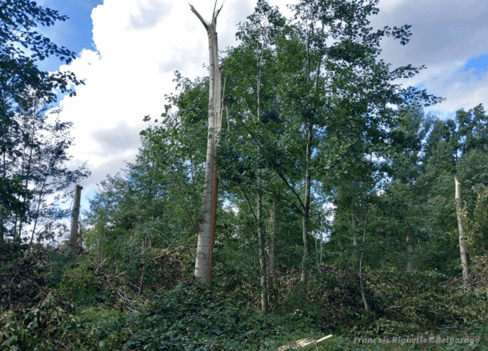 De nombreux arbres sont endommagés ou abattus dans le bois Saint-Pierre à Jodoigne-Souveraine, la 25 août 2023.