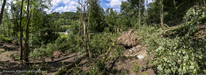 Parcelle forestière ravagée à proximité du centre de vacance de la Petite Merveille à Durbuy, en province de Luxembourg, le 9 juillet 2024.