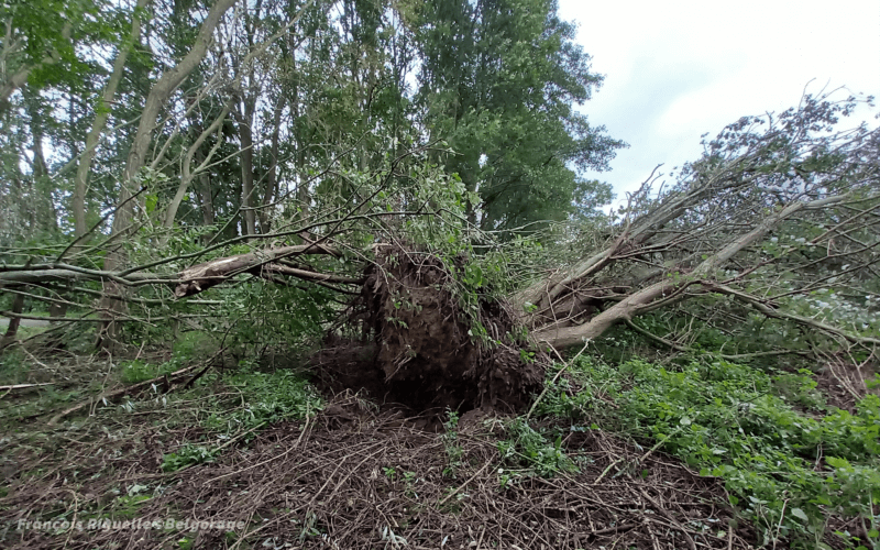 Arbres brisés ou déracinés à Babelom (Meldert) par la tornade (37). Crédit photo : François Riguelle