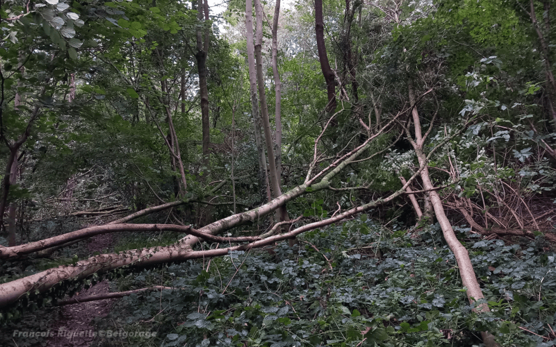 Dommages observés dans le bois de Willebringen (39). Crédit photo : François Riguelle