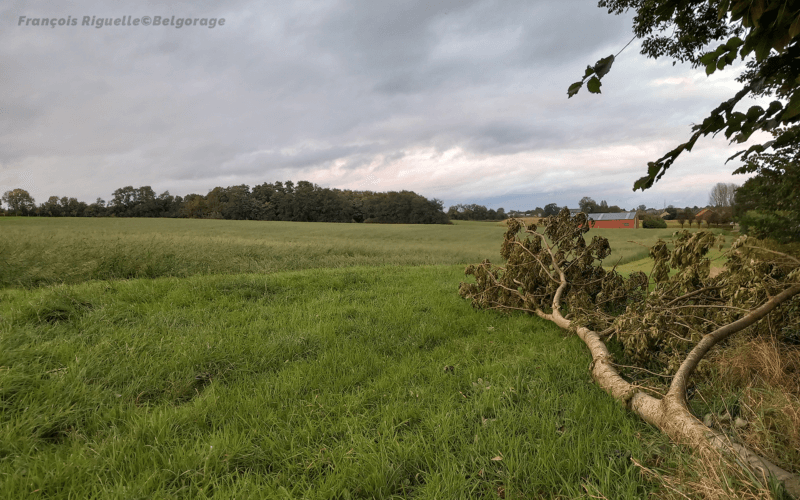 Traces laissées par le tourbillon à l'entrée de Kumtich (43) avec des hautes herbes couchées et des branches brisées. Crédit photo : François Riguelle