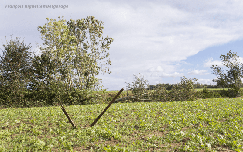 Morceaux de charpentes fichés dans le sol et arbre abattus le long d'un chemin agricole. Crédit photo : François Riguelle