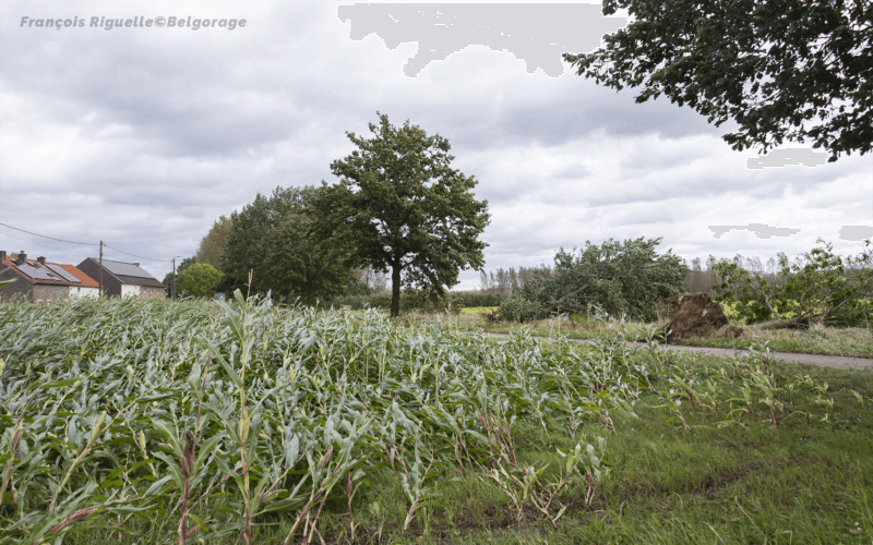 Parcelle de maïs versée et arbres déracinés au niveau du Ravel de Budingen (10). Crédit photo : François Riguelle