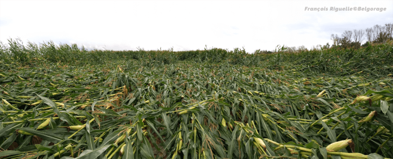 Champ de maïs versé (40) au sud-est de Willebringen. Crédit photo : François Riguelle