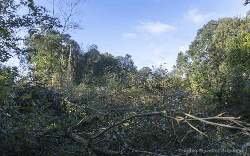 Arbres abattus dans un Bosquet (15) au quartier des Burettes de Beauvechain. Crédit photo : François Riguelle