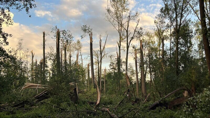 Parcelle forestière endommagée à Galmaarden, en province du Brabant flamand, le 3 septembre 2025. Crédit : Dieter van Achter