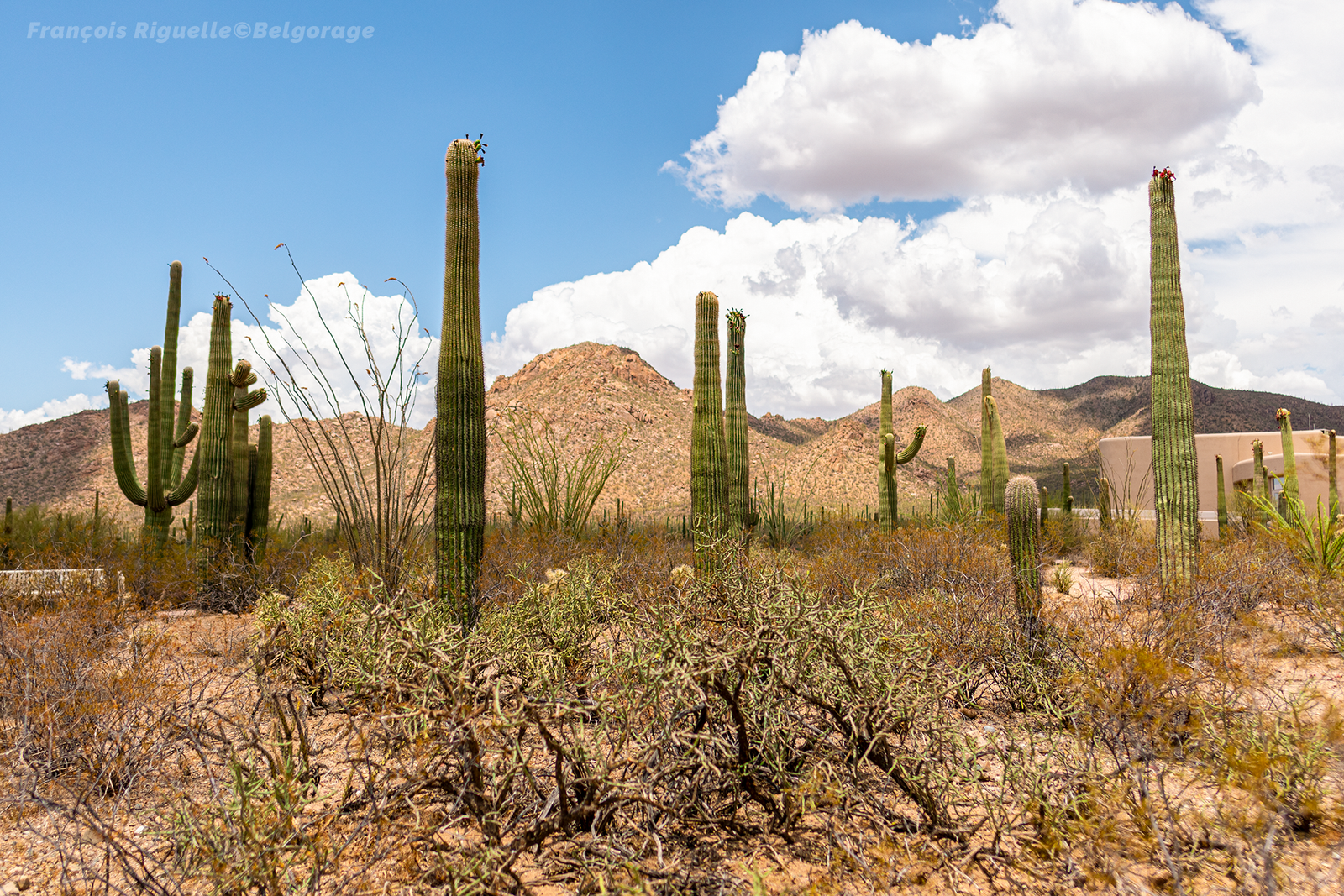 Cactus emblématiques du parc national de Saguaro, en Arizona, le 2 juillet 2025.