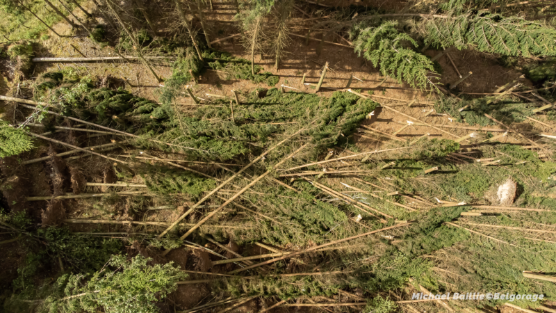 Dégâts convergents observés dans une parcelle de résineux entre Manhay et Vaux-Chavanne en province de Luxembourg, suite au passage d'une tornade, le 19 août 2026. Crédit photo : Michael Baillie 