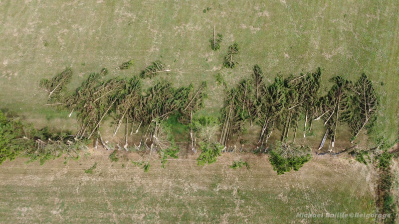 Alignement d'arbres endommagé. Crédit photo : Michael Baillie 