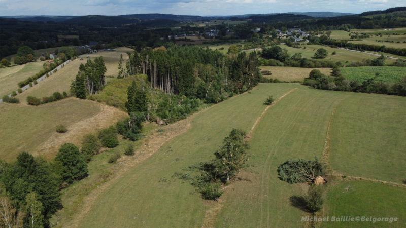 Dégâts observés à la végétation entre Manhay et Vaux-Chavanne en province de Luxembourg. Le phénomène s'est déplacé de bas en haut sur l'image. Crédit photo : Michael Baillie